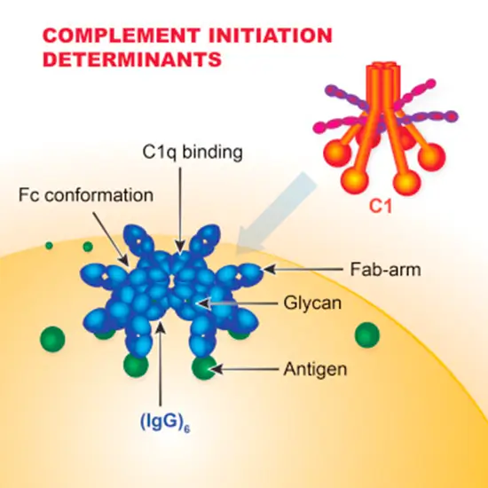 immune complex detection binding complement component 1q (c1q) test